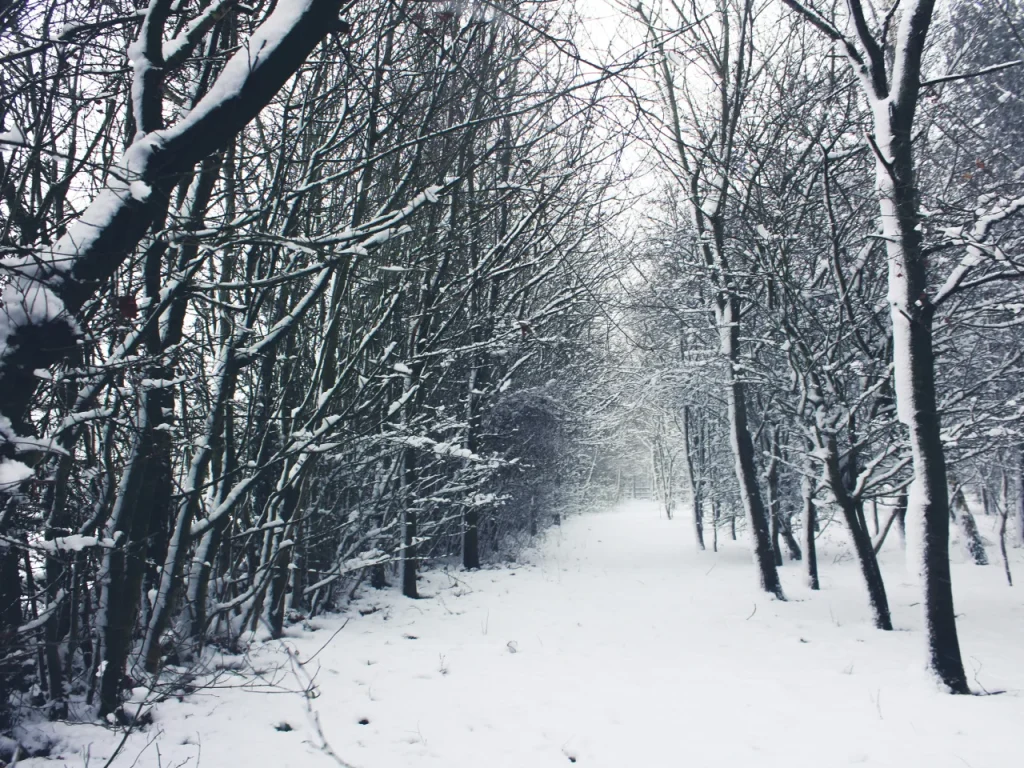 Snow-covered bare trees during the winter months linked to seasonal affective disorder